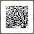 Oak Trees Framed Print