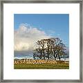 Oak Trees In Winter Framed Print
