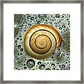 Ocean Shell Spiral Framed Print