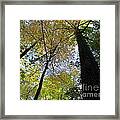October Canopy Framed Print