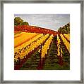 October Vineyard Framed Print