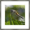 Odonata Framed Print