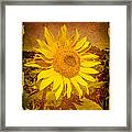 Of Sunflowers Past Framed Print