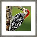 Oh Nuts Framed Print