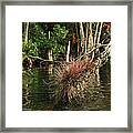 Oklawaha River Framed Print