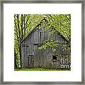 Old Barn In Spring Woods Framed Print