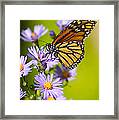 Old Butterfly On Aster Flower Framed Print