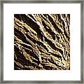 Old Weathered Trees Framed Print