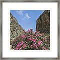 Oleander Bush In Greek Gorge Framed Print