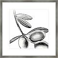 Olive Branch Framed Print