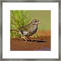 Olive Sparrow (arremonops Rufivirgatus Framed Print