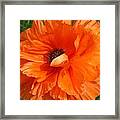 Olympia Orange Poppy Framed Print