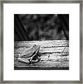 On The Fence Framed Print