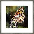 On The Wings Of A Butterfly... Framed Print