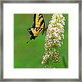 On The Wings Of A Butterfly Framed Print