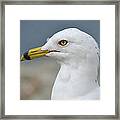 Once Upon A Gull Framed Print