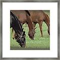 One Black Horse 1 Framed Print