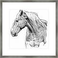 One Horse Daniel Adams Framed Print