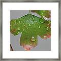 Rain Drops On Leaf Framed Print