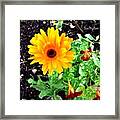 One Single Flower - Not Lonely ... Only Framed Print