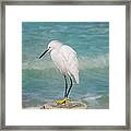 One With Nature - Snowy Egret Framed Print