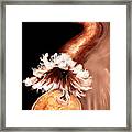 Oocyte Framed Print