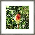 Orange Bottle Brush Framed Print