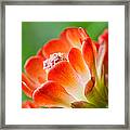 Orange Burst Framed Print