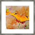 Orange Butterfly Framed Print