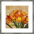 Orange Clivia Lily Framed Print