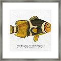 Orange Clownfish Framed Print