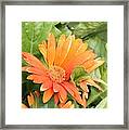 Orange Daisy Framed Print