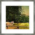 Orange Farm Cat Framed Print