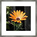 Orange Flower Framed Print