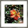 Orange Flower With Bee Framed Print