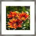 Orange Flowers Framed Print