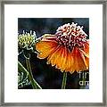 Orange Frosty Framed Print