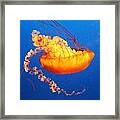 Orange Glow Framed Print