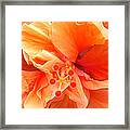 Orange Hibiscus Framed Print