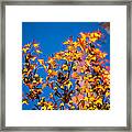 Orange Leaves Framed Print