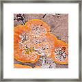 Orange Lichen Framed Print