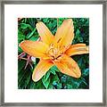 #orange #lily After The #rain Is Still Framed Print