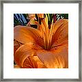 Orange Lily Framed Print