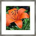 Orange Lily Framed Print