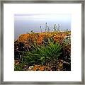 Orange Moss By Lake Superior Framed Print