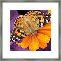 Orange On Purple Framed Print