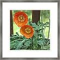 Orange Poppies Framed Print