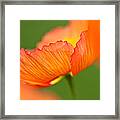 Orange Poppy Framed Print