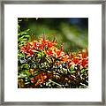 Orange Rhododendron Framed Print
