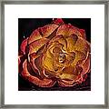 Orange Rose Framed Print